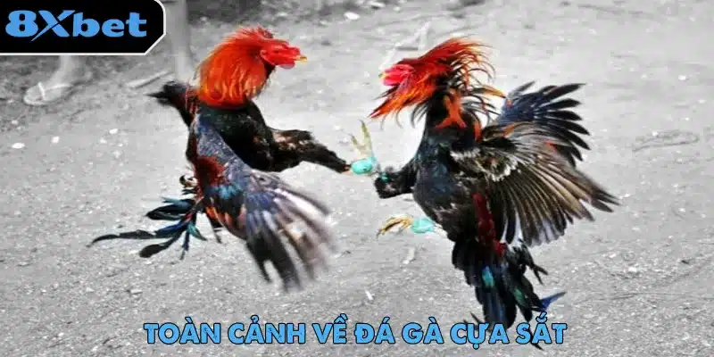 Đá Gà Cựa Sắt – Màn Giải Trí Gay Cấn Không Thể Bỏ Lỡ Đá gà cựa sắt được người chơi yêu thích nhờ ứng dụng livestream hiện đại