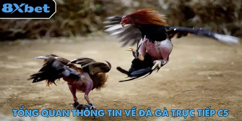 Đá gà trực tiếp C5 với nhiều trận đấu phù hợp nhu cầu người chơi